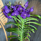 Vanda Tweed Blue XXL 4p (Ansu) - TWEED11