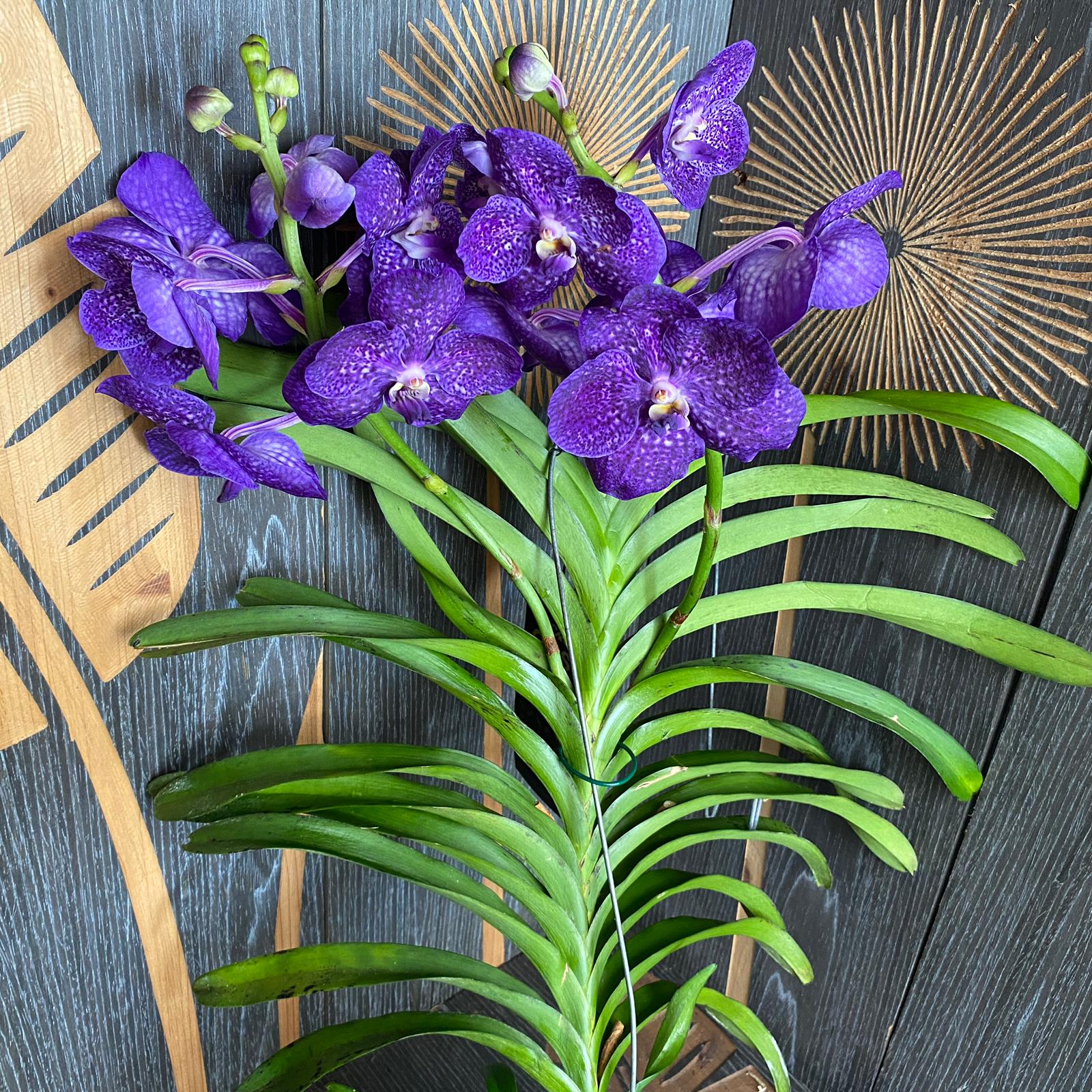 Vanda Tweed Blau XXL 4p (Ansu) - TWEED11