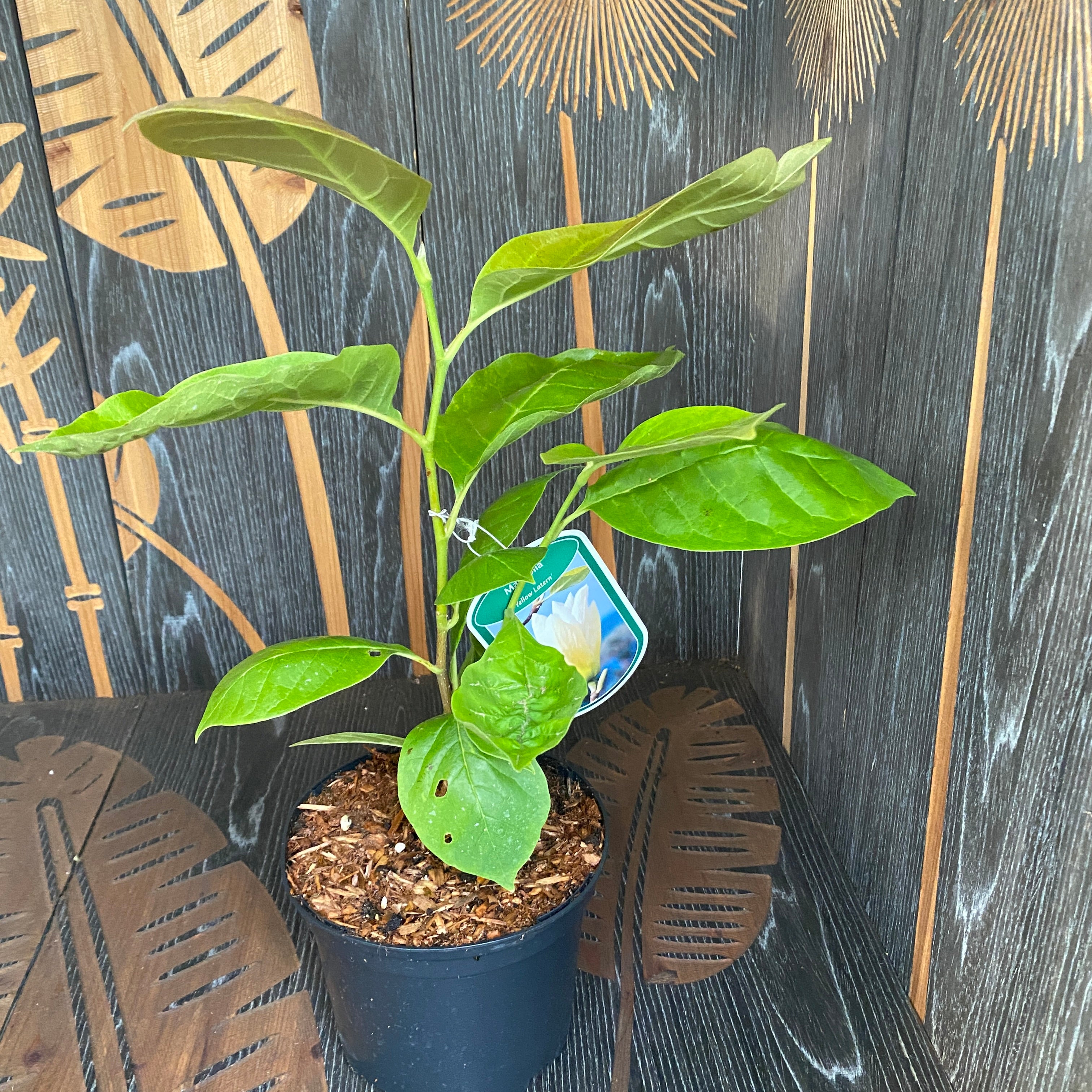 Magnolie 'Yellow Lantern' - duftende gelbe Blüten