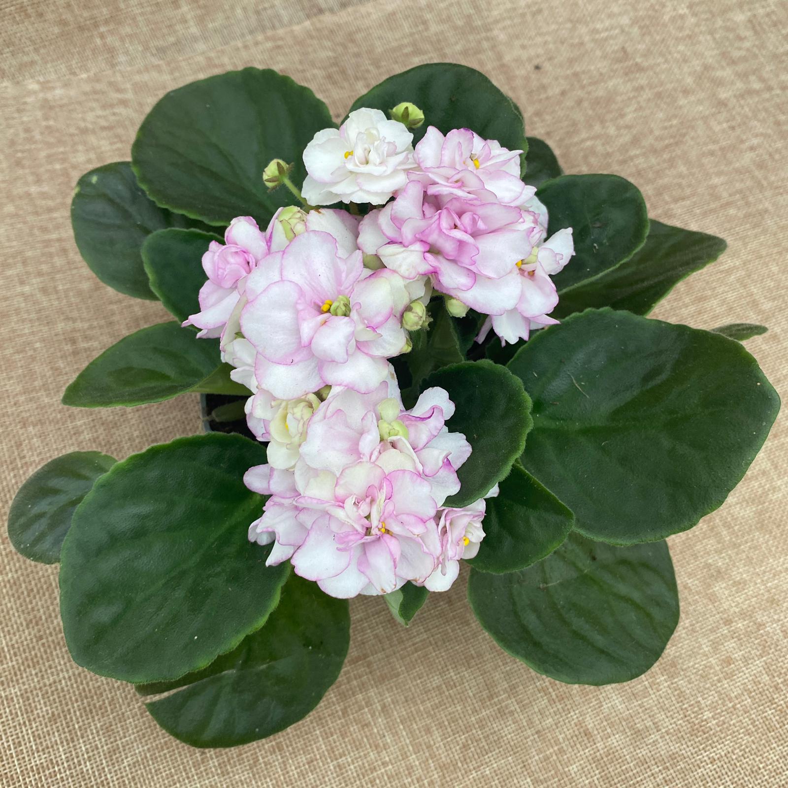 Saintpaulia Rosanne Puck - violete cu flori duble