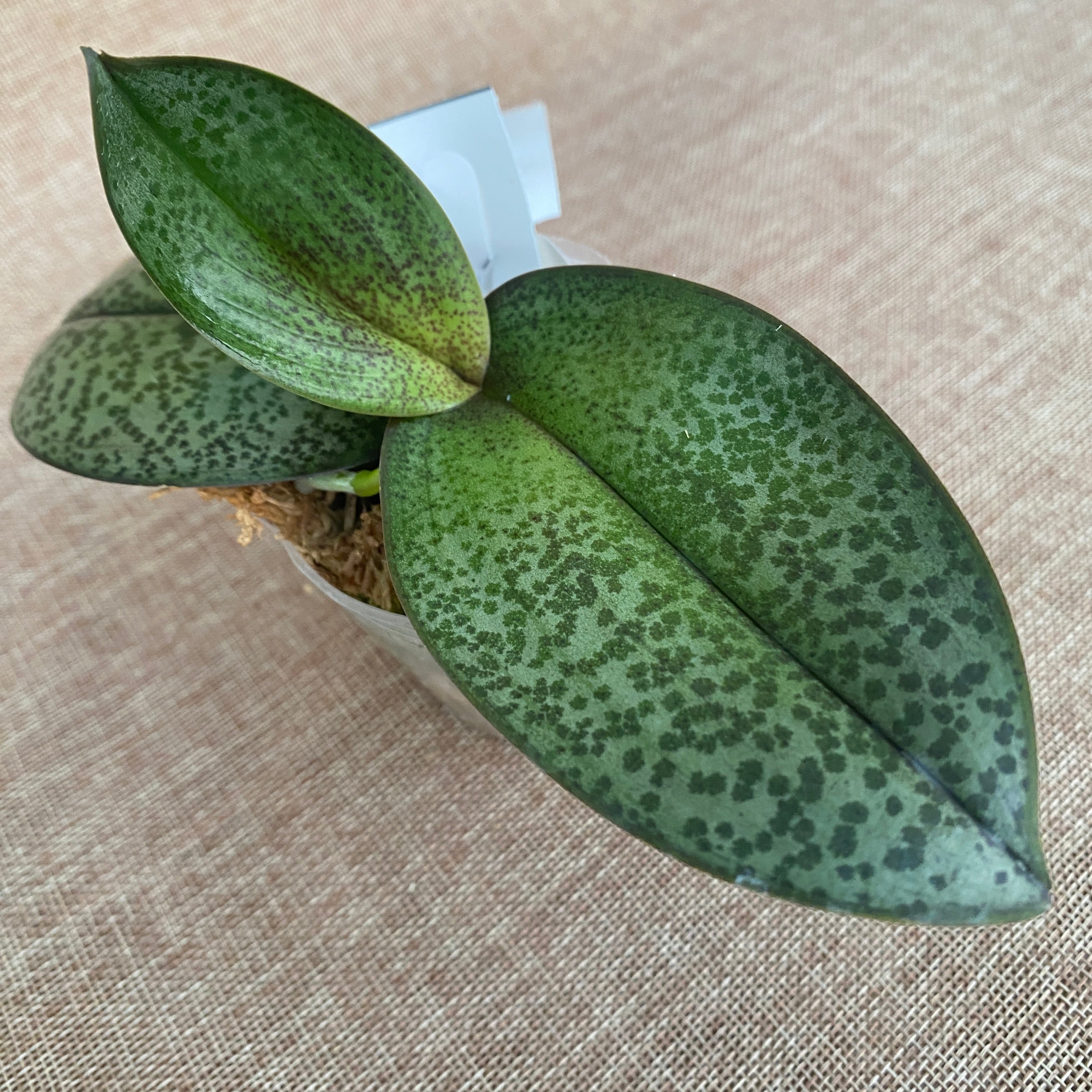 Phalaenopsis Pinlong Cheris (Rothschildiana x Timothy Christopher)