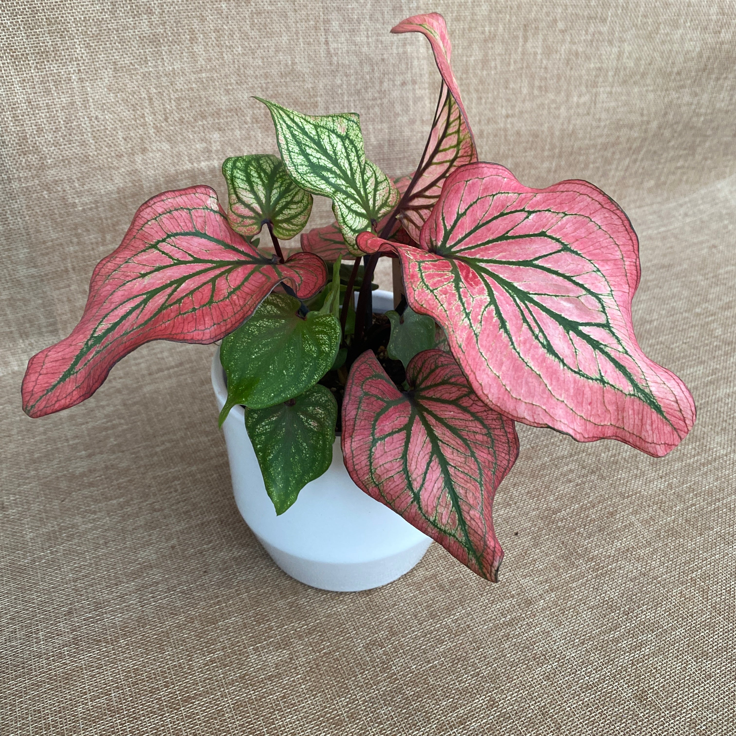 Caladium 'Lucia White'