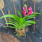 Vanda Udomchai Beauty (ANSU)