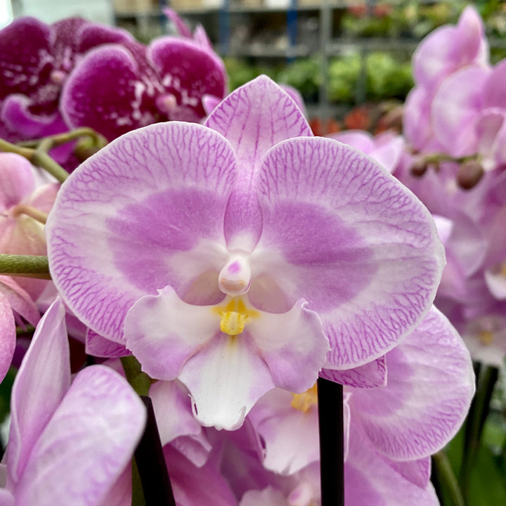 Phalaenopsis Jingle (Limited 50)