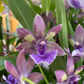 Zygonisia Rhein Blue Angel - tuoksuva