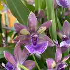 Zygonisia Rhein Blue Angel * vonná