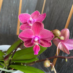 Phalaenopsis Andria