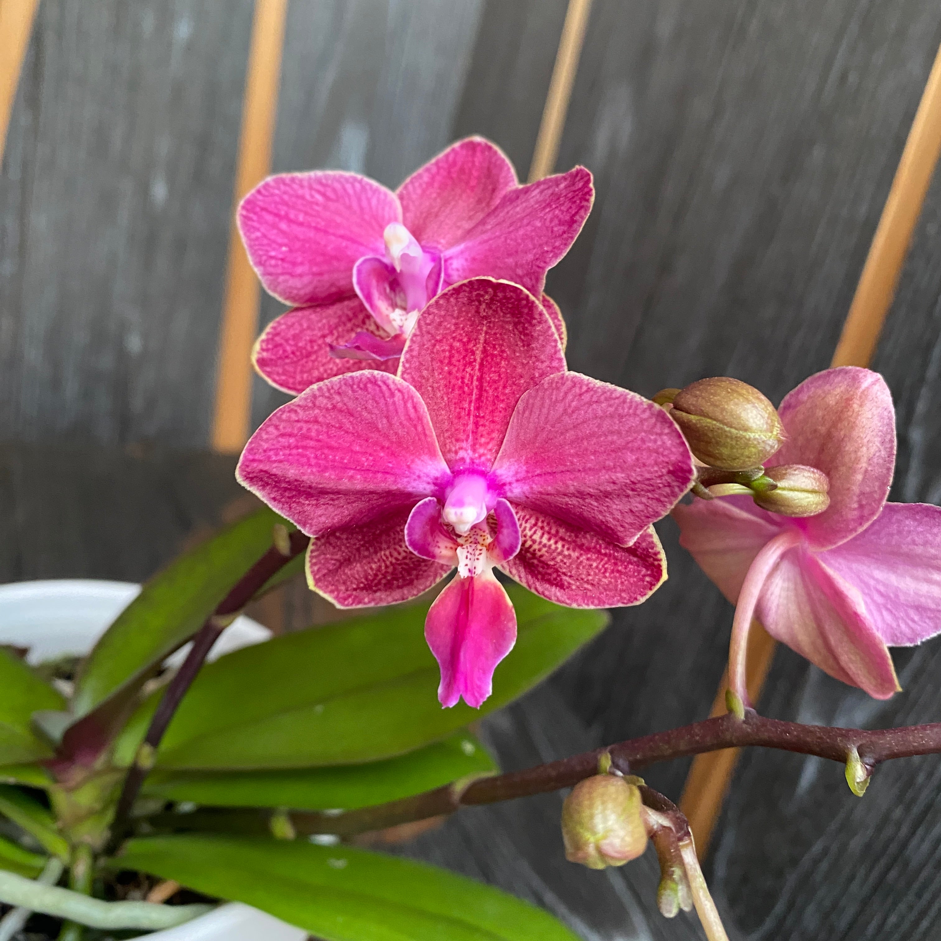Phalaenopsis Andria