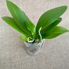 Phalaenopsis Yaphon Parfum 'Jaune' *parfumée