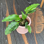 Drimiopsis maculata (Luipaardplant) babyplant