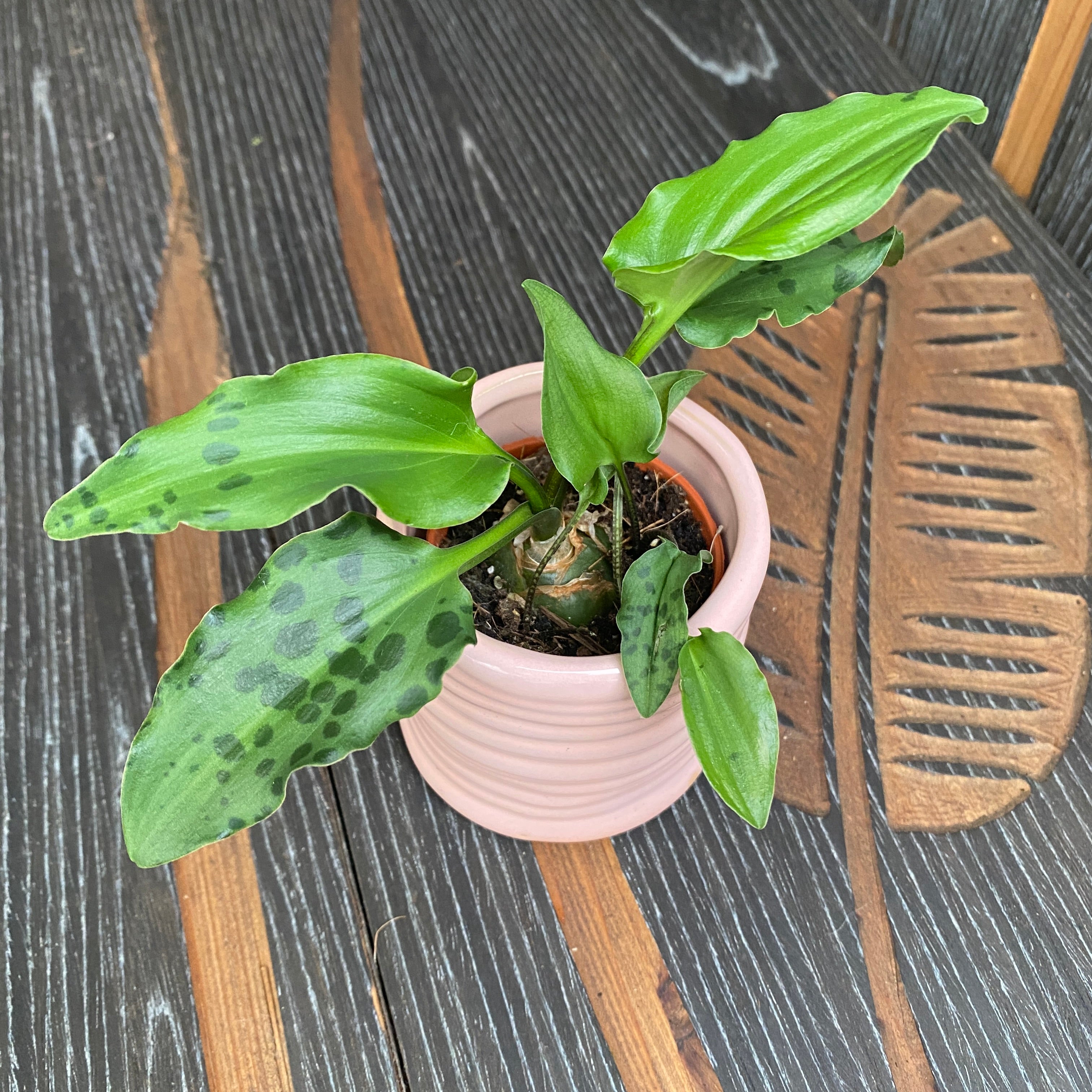 Drimiopsis maculata (Leopard Plant) babyplant