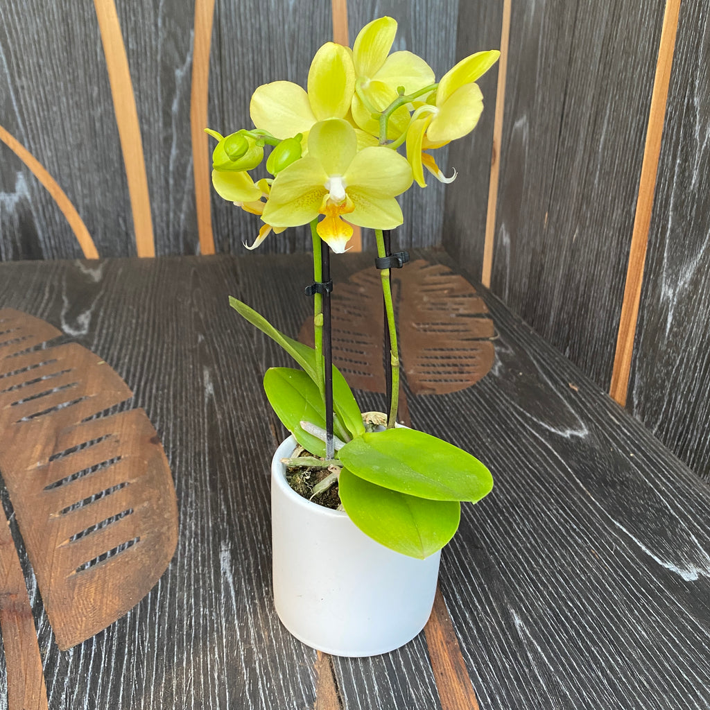 Phalaenopsis Vayenne