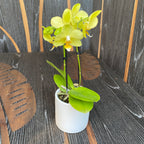 Phalaenopsis Vayenne