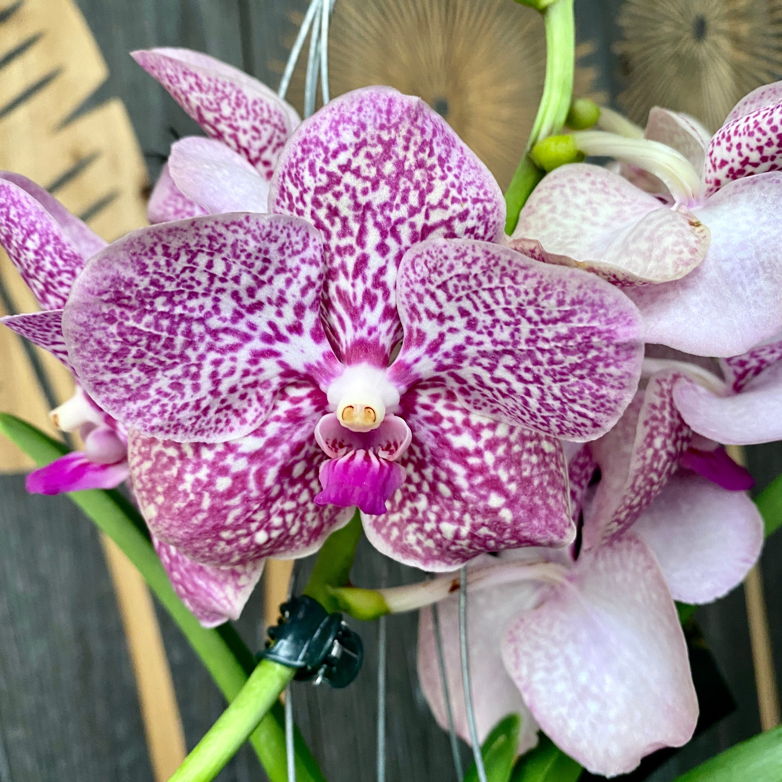 Vanda NITAYA Tropical Punch (Ansu)
