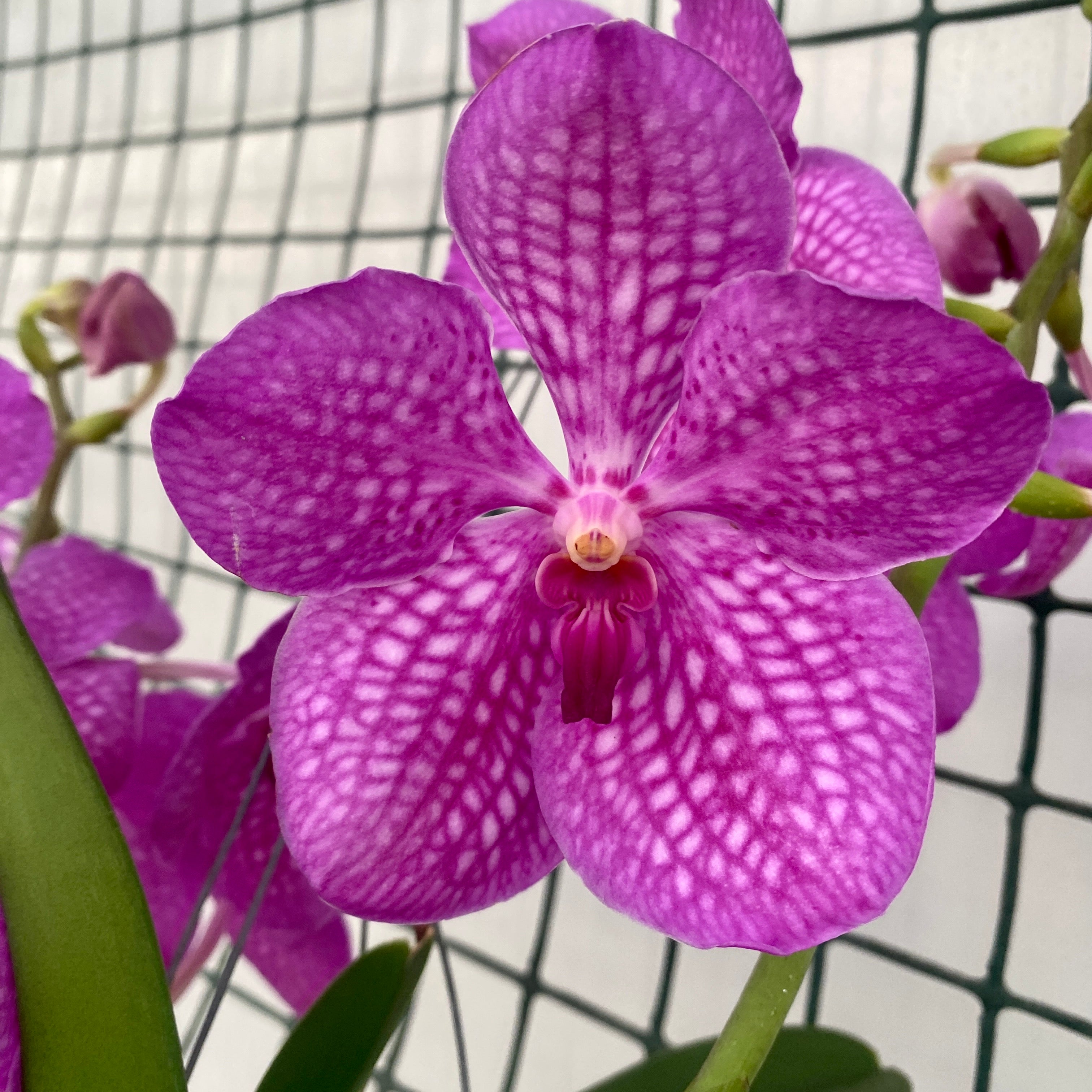 Vanda NITAYA Candy Pink (ANSU)