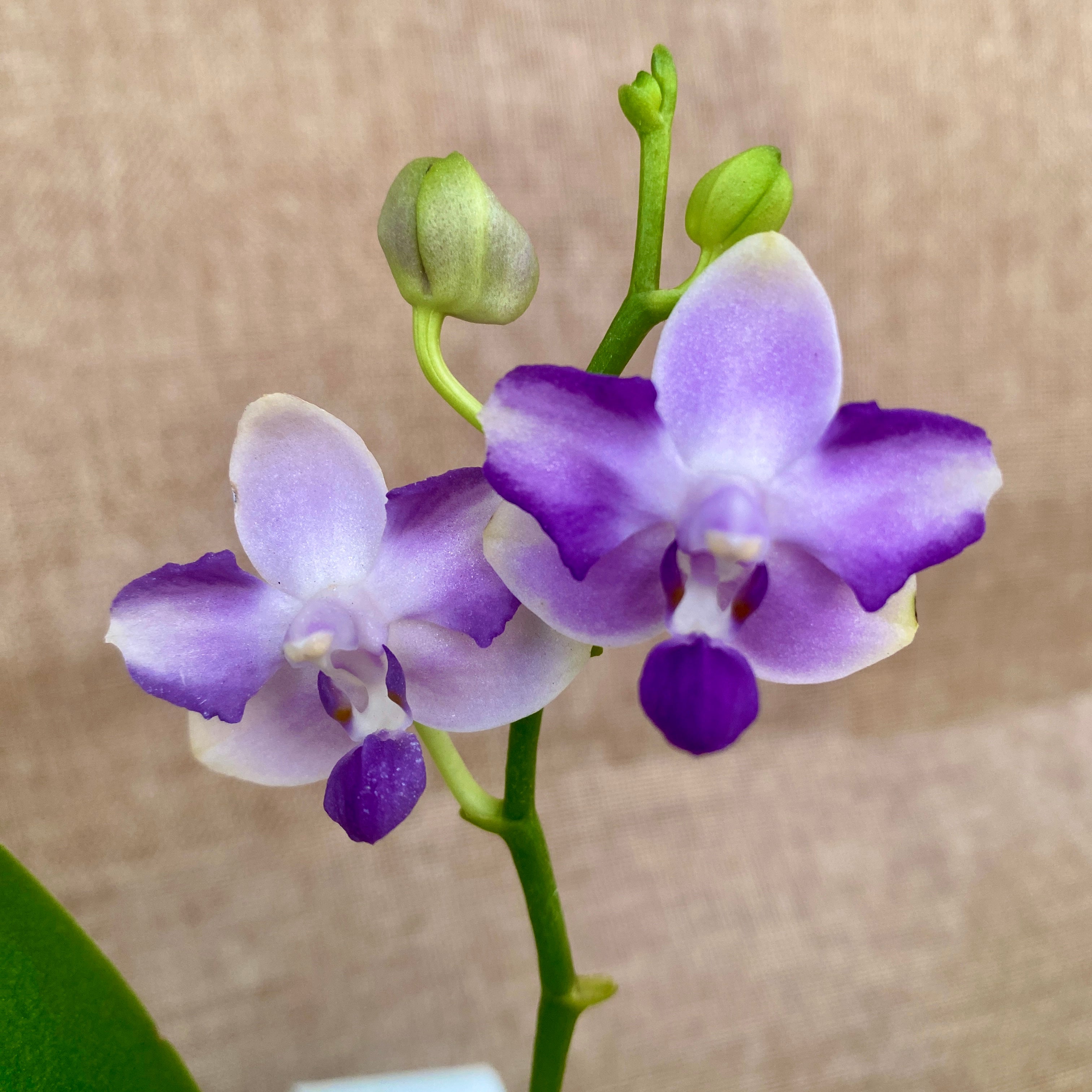 Phalaenopsis Kenneth Schubert '78' - pelorika, dišeča