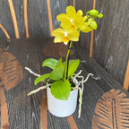 Phalaenopsis Vayenne