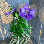 Vanda Tweed Blue XXL 4p (Ansu) - TWEED13