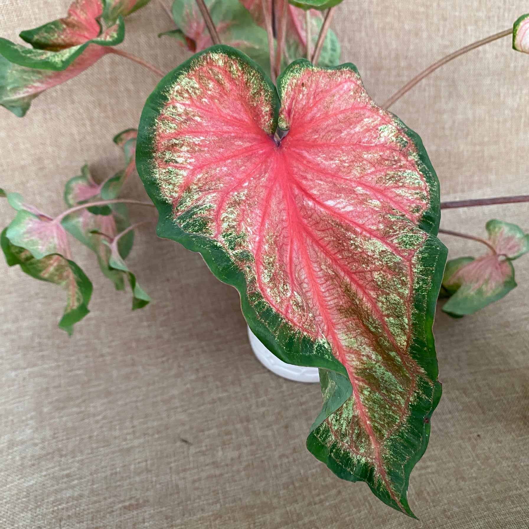 Caladium 'Heart's Delight'