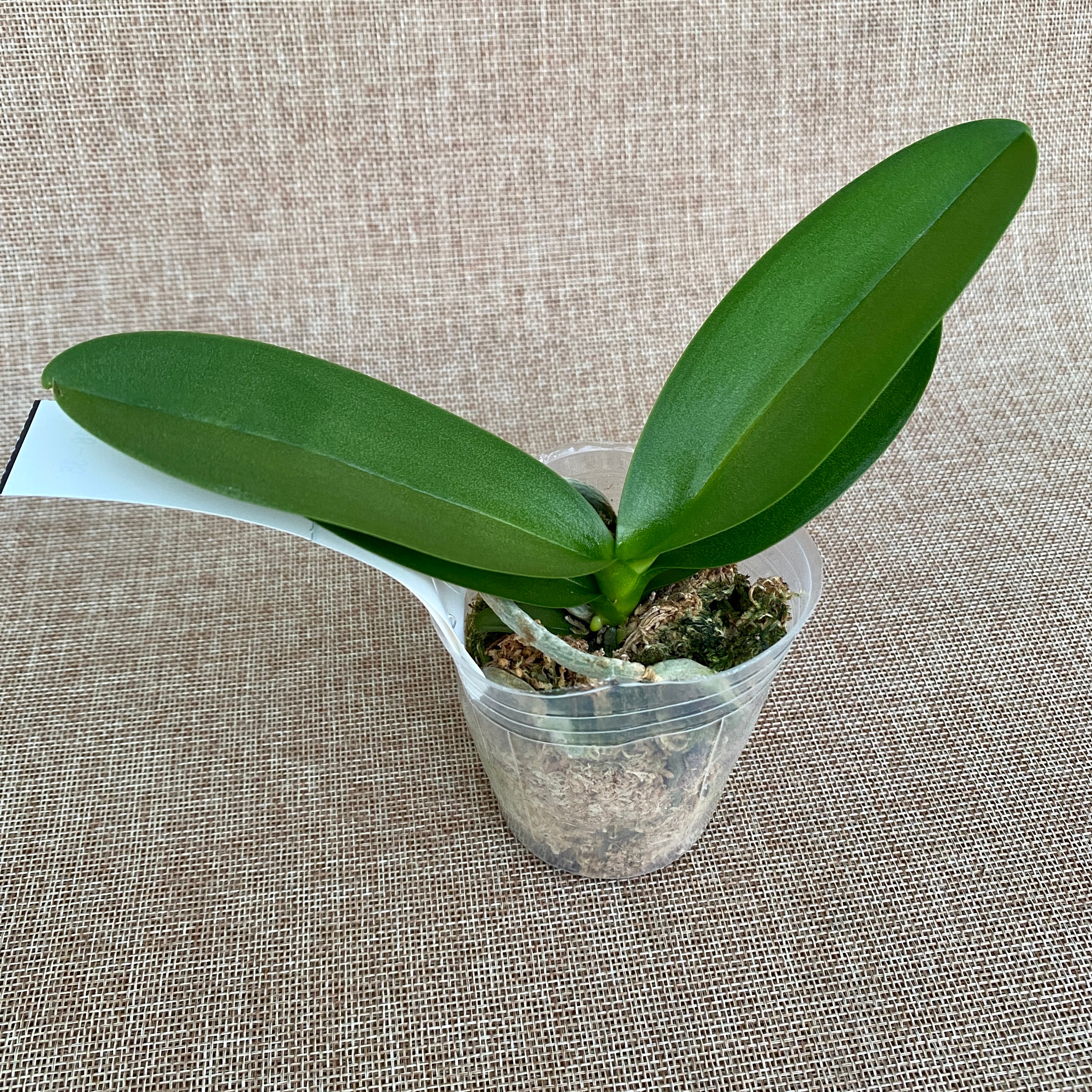 Phalaenopsis Prince Louis