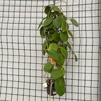 Hoya fungii (alba) D11 - kifejlett példányok