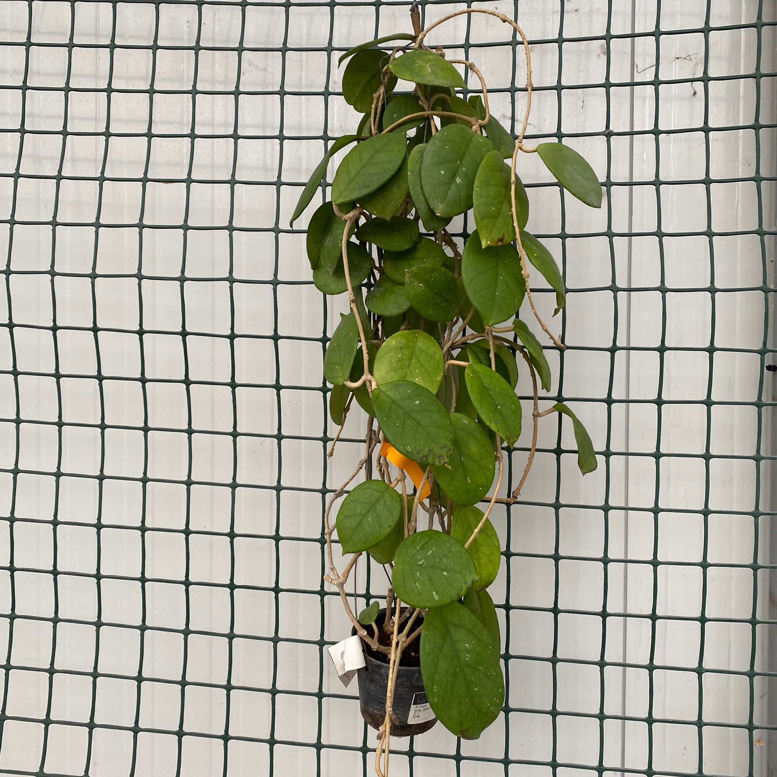 Hoya fungii (alba) D11 - exemplare dezvoltate