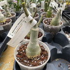 Adenium obesum 'Sun'
