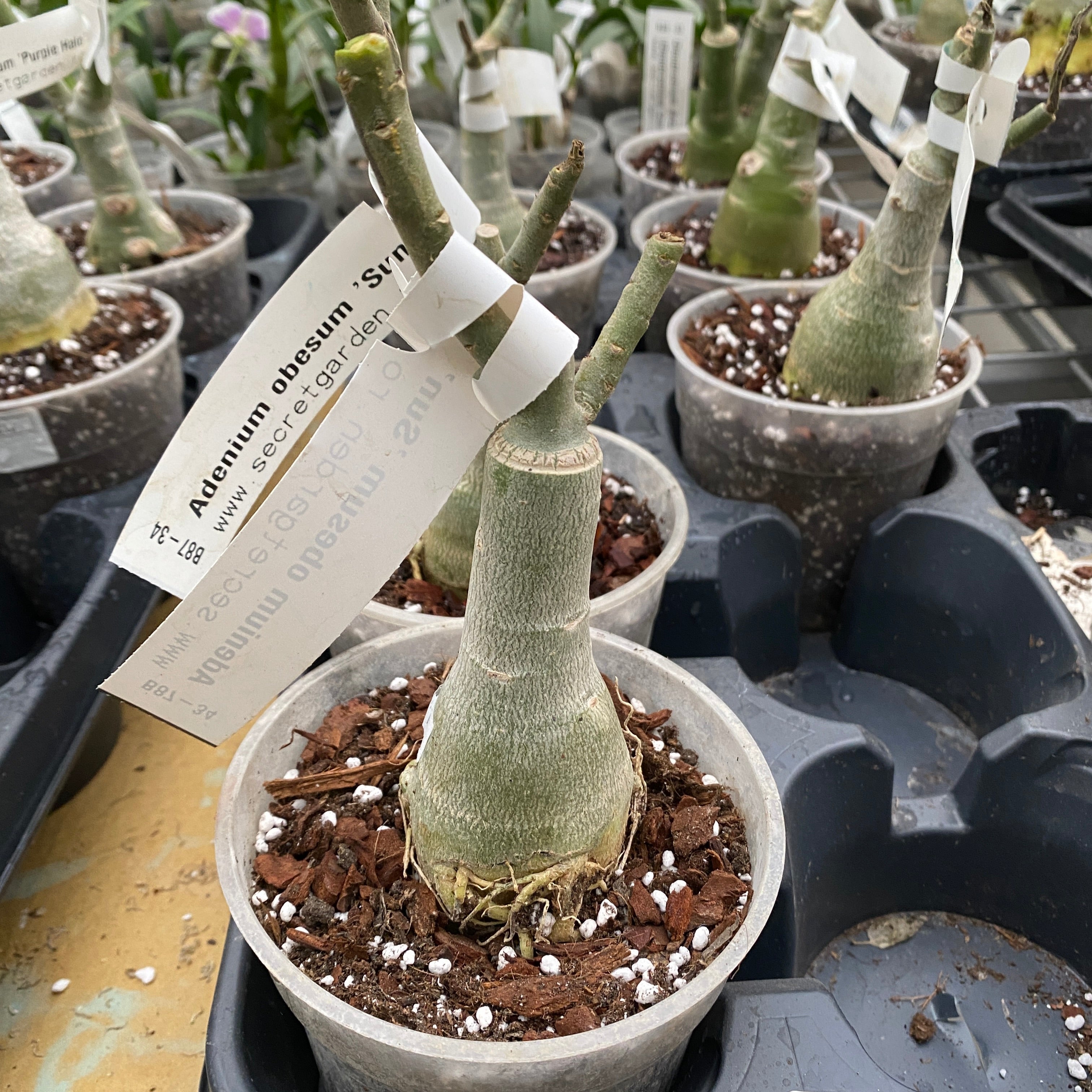 Adenium obesum 'Sun'