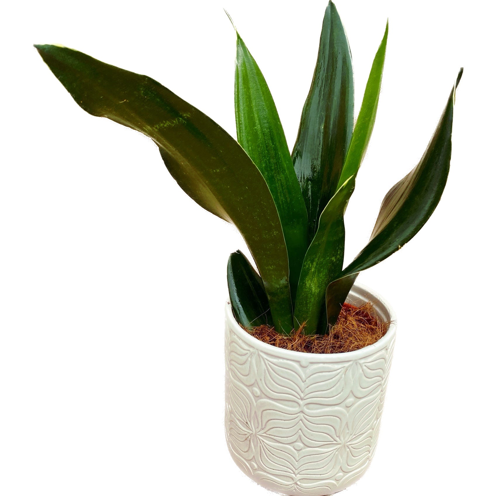 Sansevieria 'Black Diamond' D12