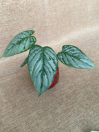 Philodendron sodiroi 