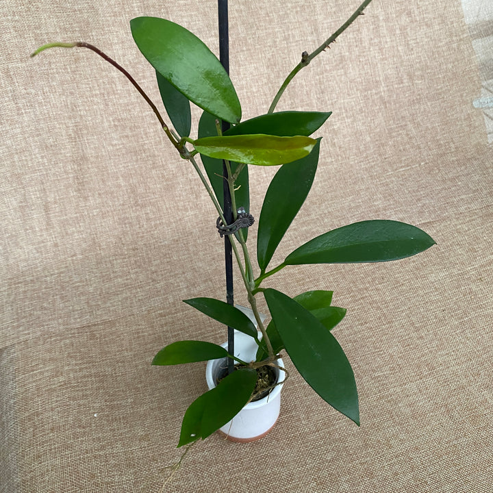 Hoya pubicalyx 'Black Dragon' (Hoya pubicorolla ssp. Anthracina)﻿