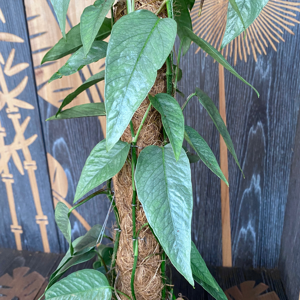 Epipremnum pinnatum ‘Cebu Blue' (hopeansinivihreät lehdet) +5 kasvia/ruukku