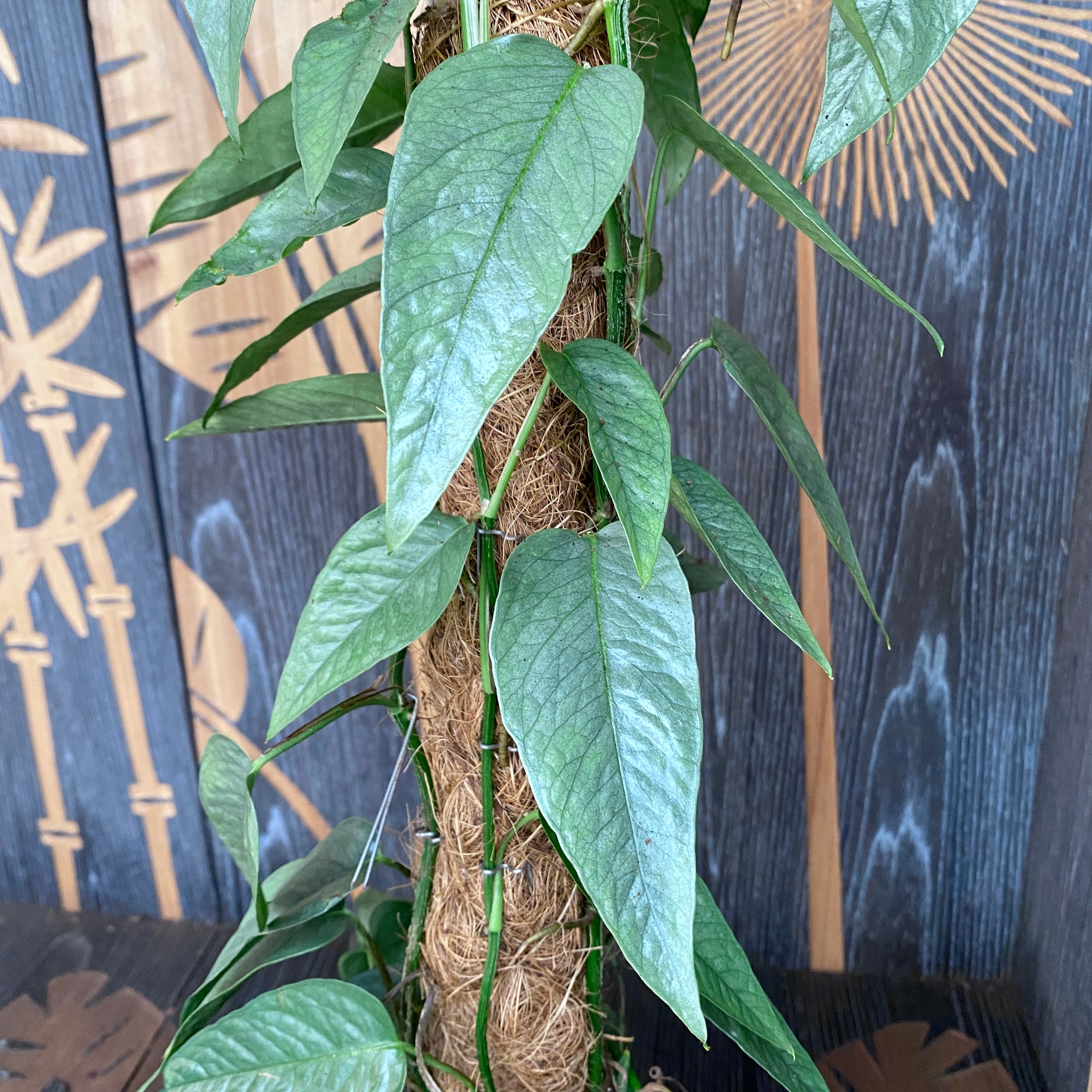 Epipremnum pinnatum ‘Cebu Blue' (silver-blue leaves) +5 plante/ghiveci