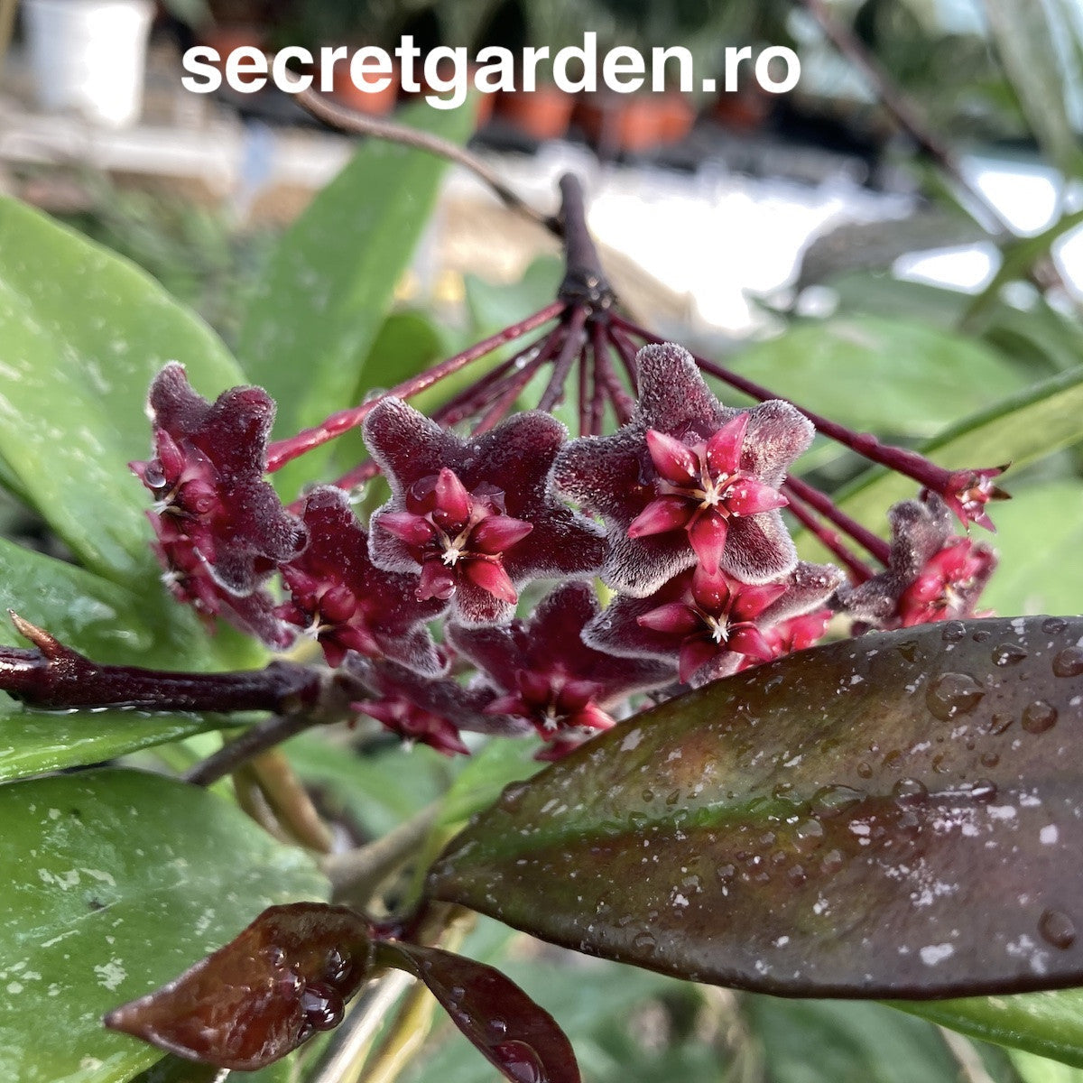 Hoya pubicalyx 'Red Buttons' D15 - exemplare XL