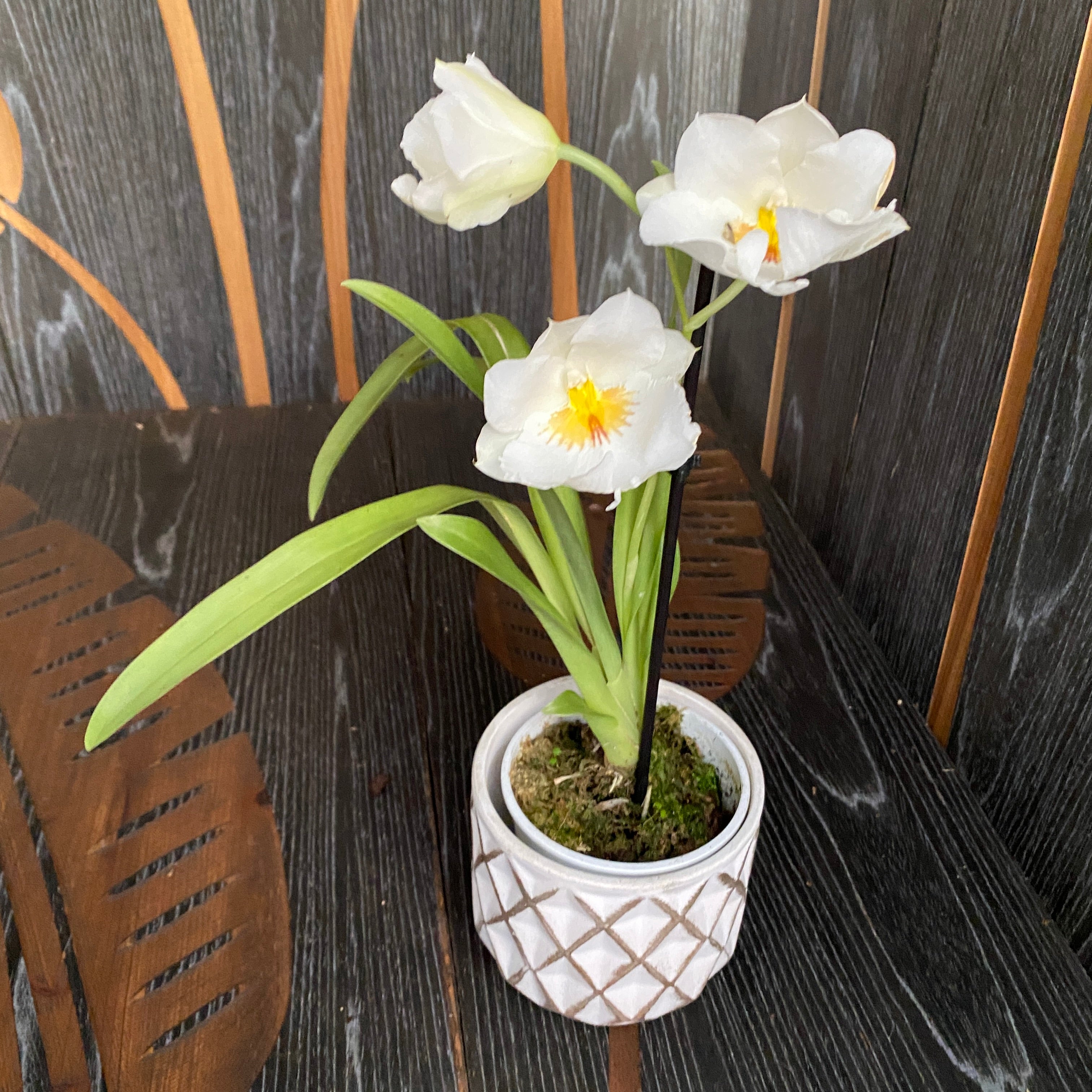 Miltoniopsis Andrea West ‘HOF’ * profumata