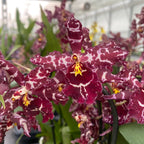 Odontioda Stirbic 'Favorite'