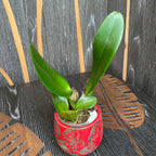 Rlc. Jinn Feng Wish 'Classical' - гигантски, ароматни цветя