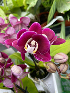 Phalaenopsis Yara (miniatura)