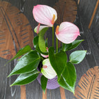 Anthurium 'Lipa Pink'