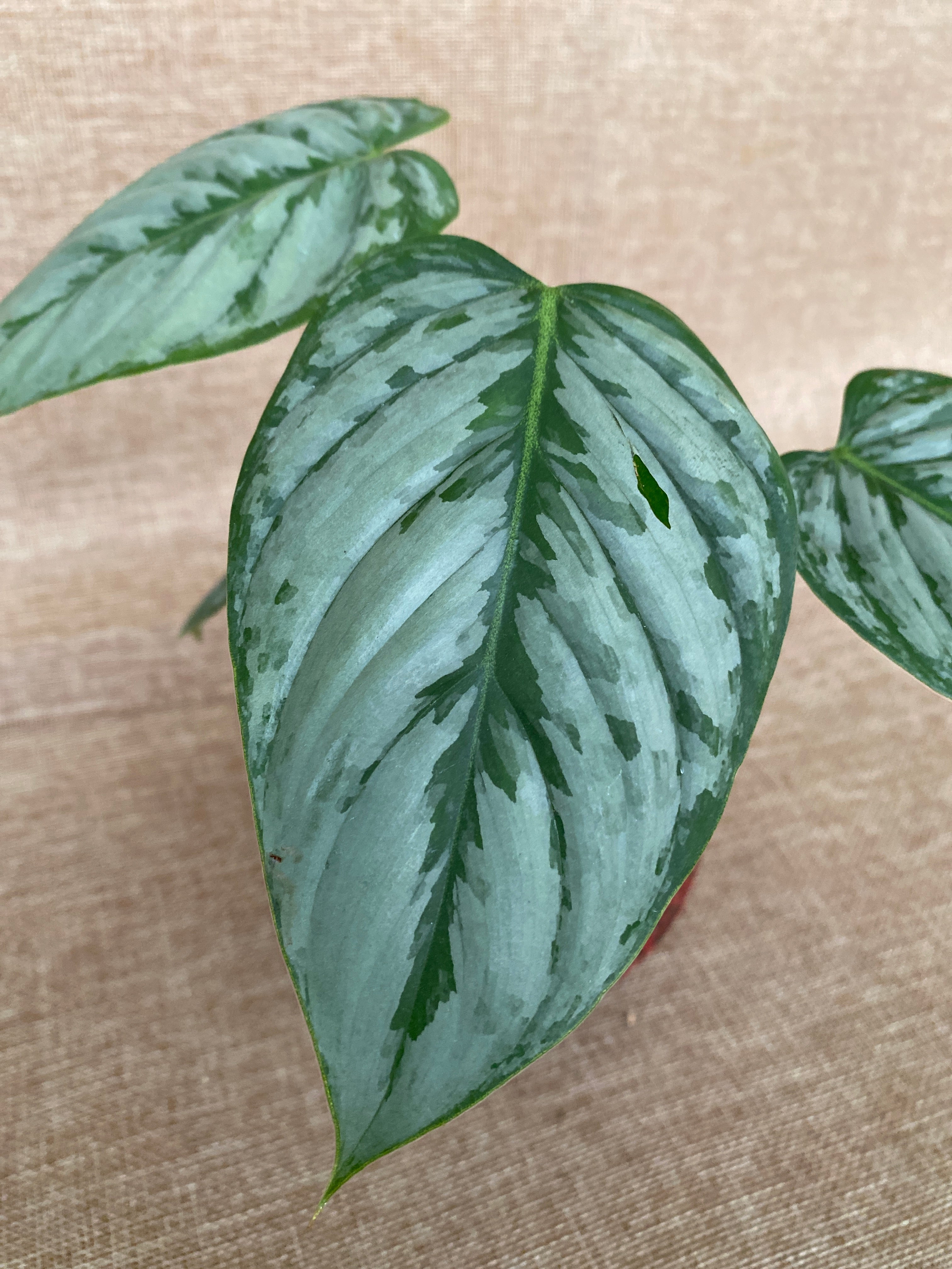 Philodendron sodiroi