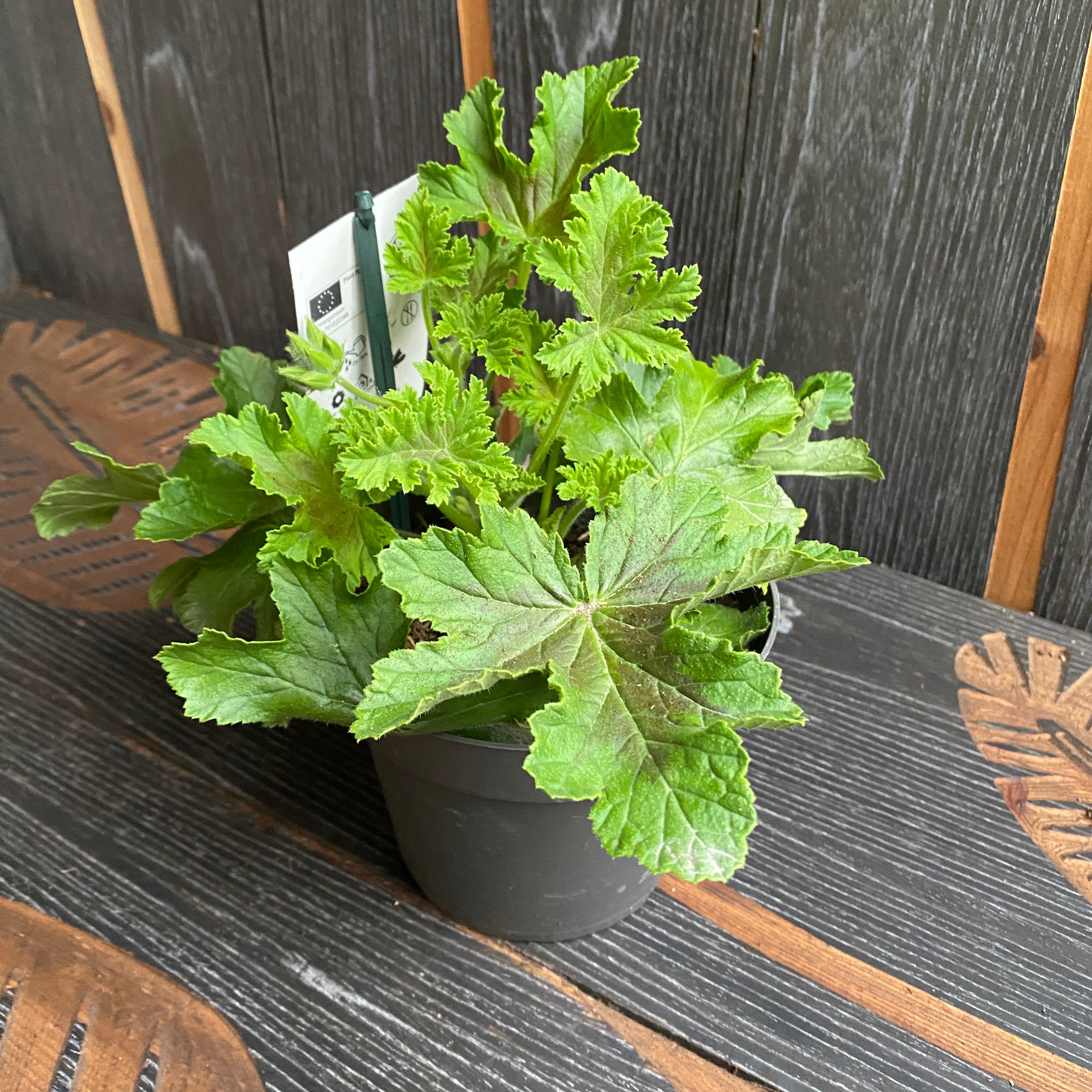 Muscate parfumate - Scented Geranium ‘Isko Ginger’(parfum de ghimbir)