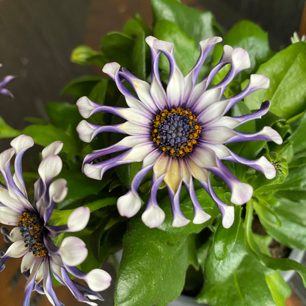 Osteospermum 'Margarita Whit Spoon' (afrikanische Margerite)