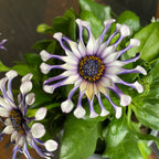 Osteospermum 'Margarita Whit Spoon' (margareta africana)