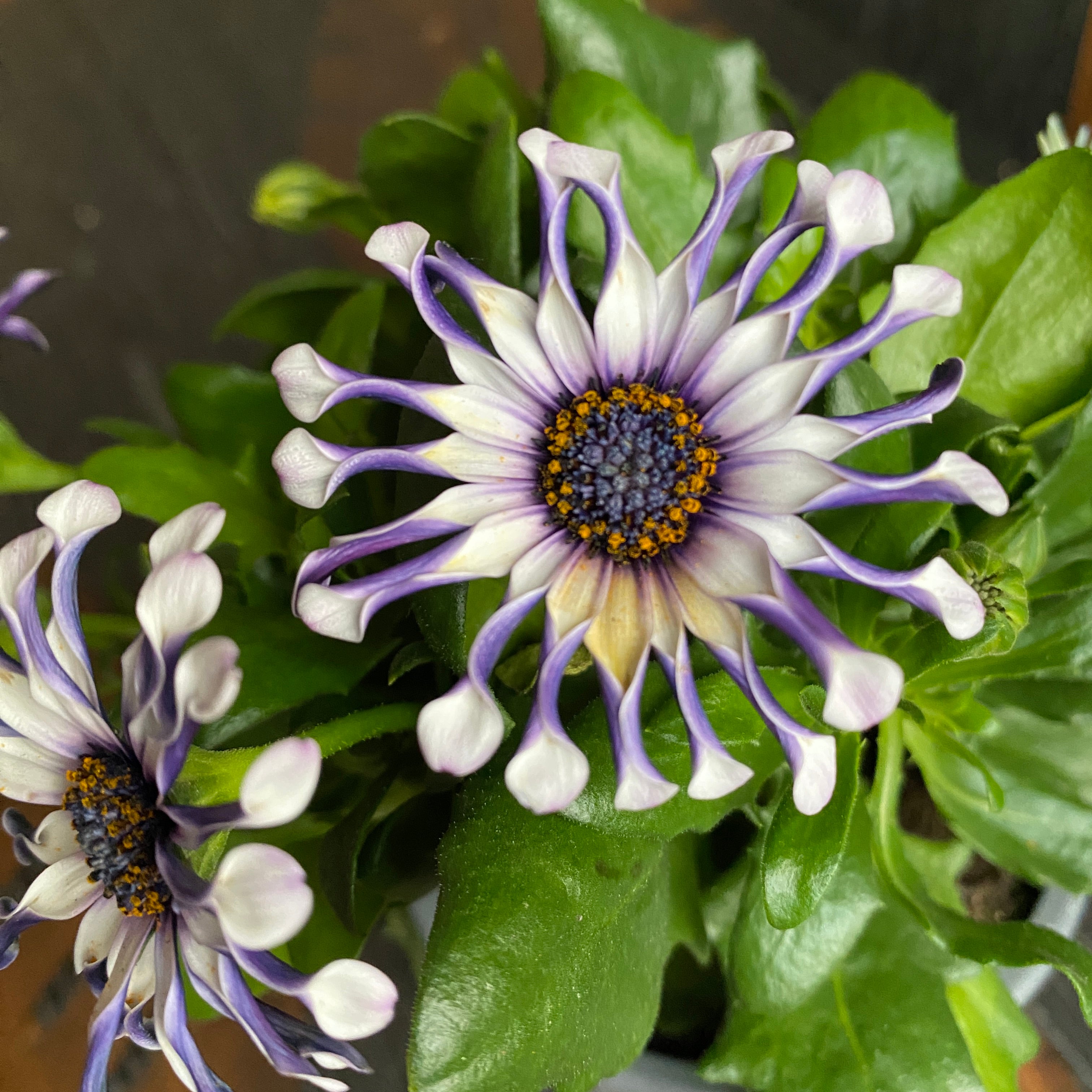 Osteospermum 'Margarita Whit Spoon' (margareta africana)