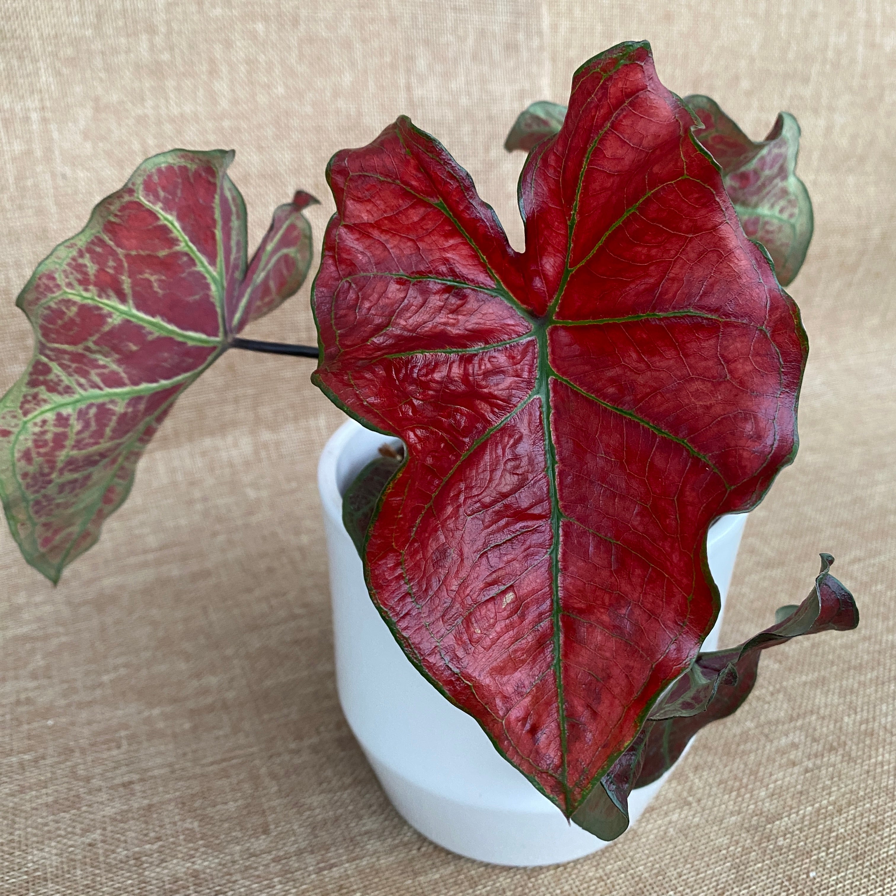 Caladium 'Valentina'