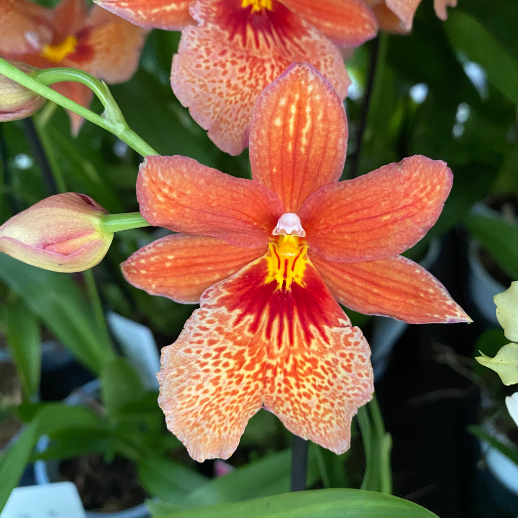 Oranje orchidee - Burrageara Nelly Isler Orange (intens geurende bloemen)