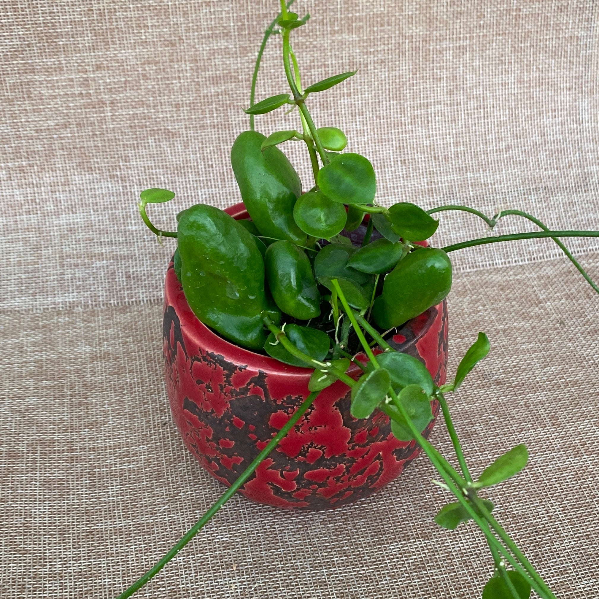 Dischidia major 'Rattle Skulls'