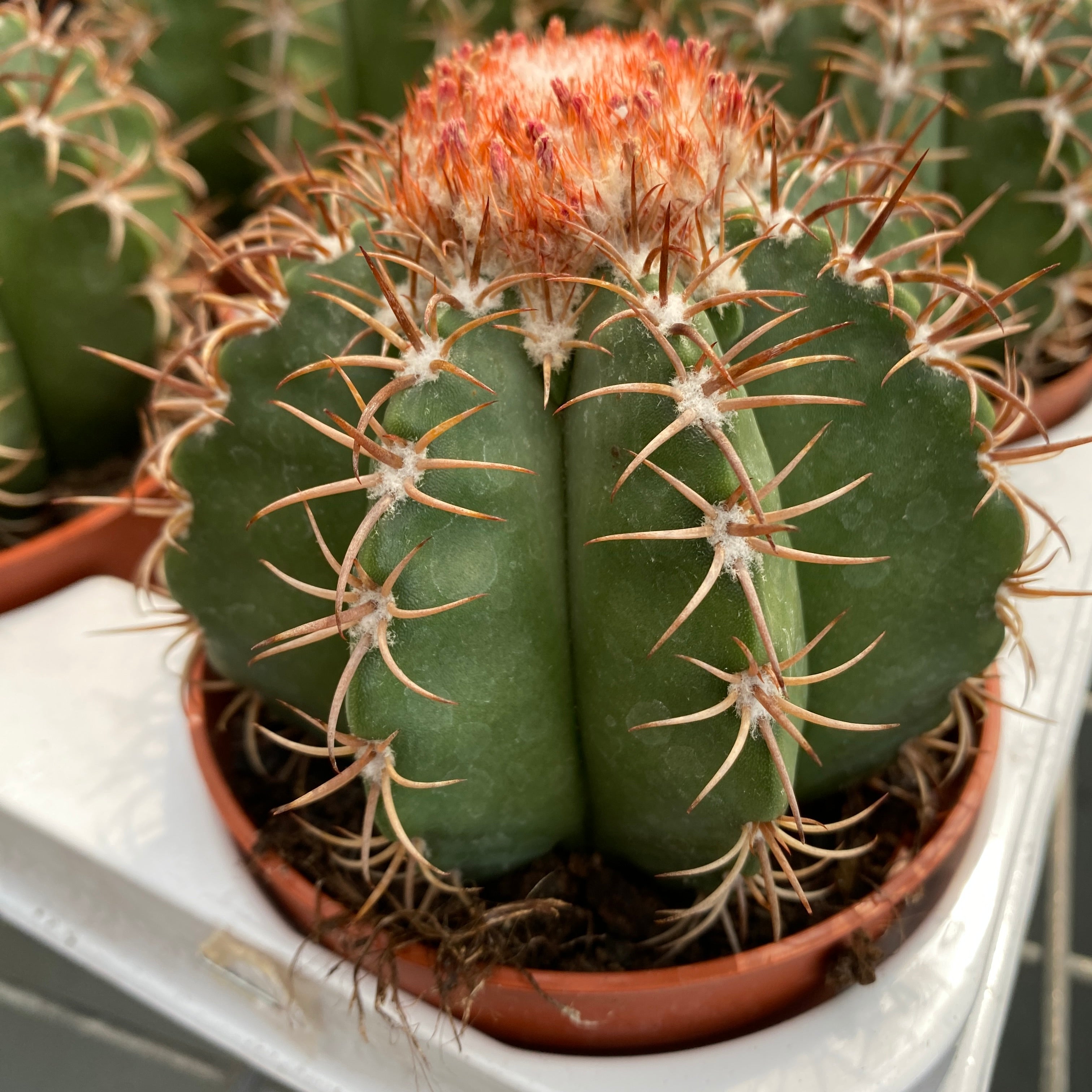 Melocactus matanzanus - planta de colectie cu cefalium ornamental