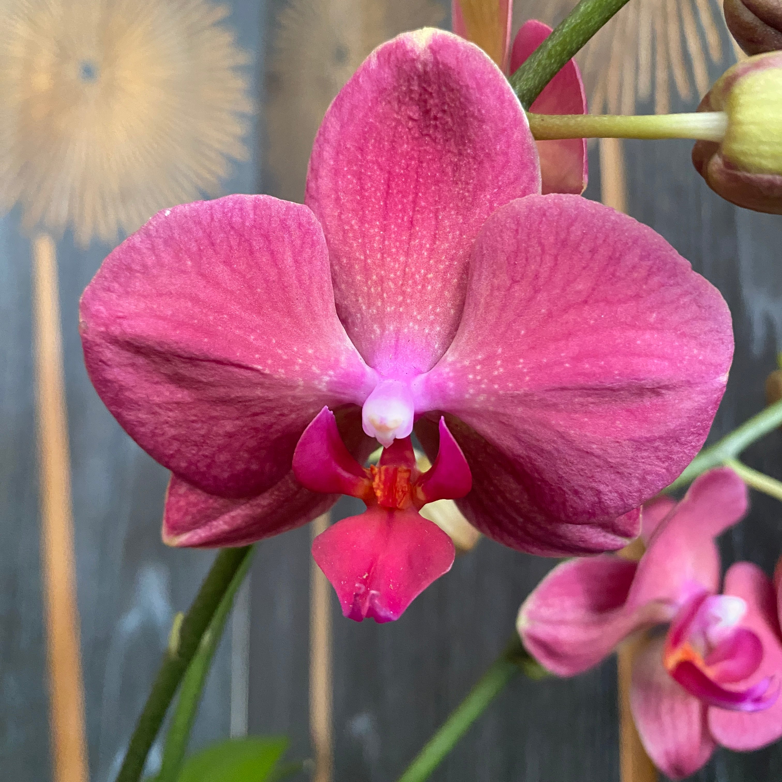 Phalaenopsis Brindisi
