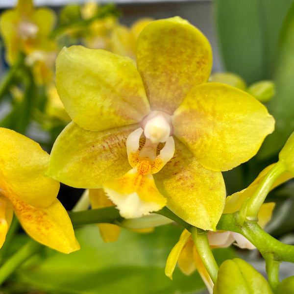 Phalaenopsis 'Younghome Golden Pixie *parfumata